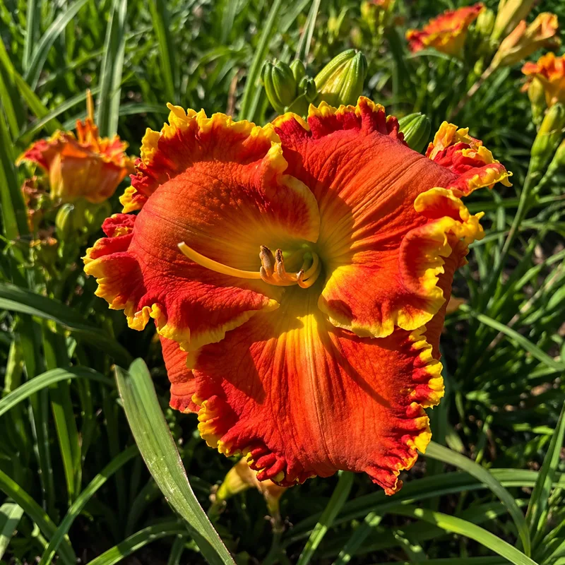 Ruffled Flames AHS image