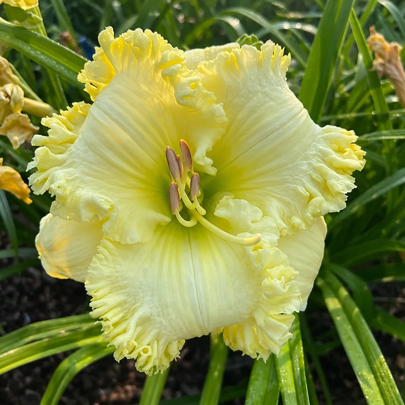 Ruffled Daylight AHS image