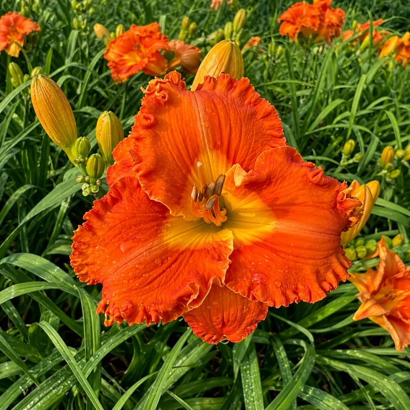 Ruffled Fire AHS image