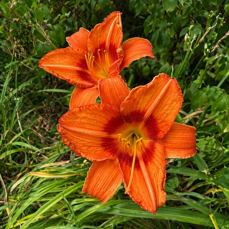 Janet Bishops Orange Marvel