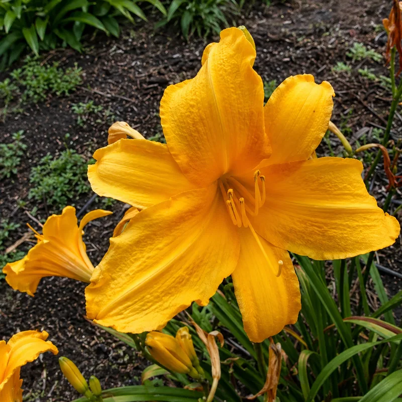 Golden Outburst AHS image