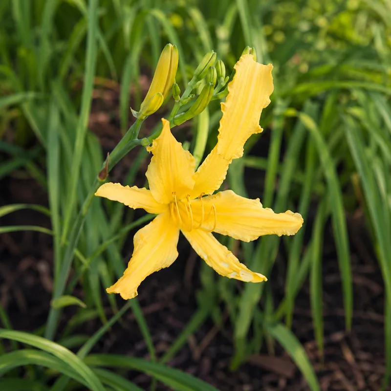 Dwayne's Glorious Sunshine AHS image