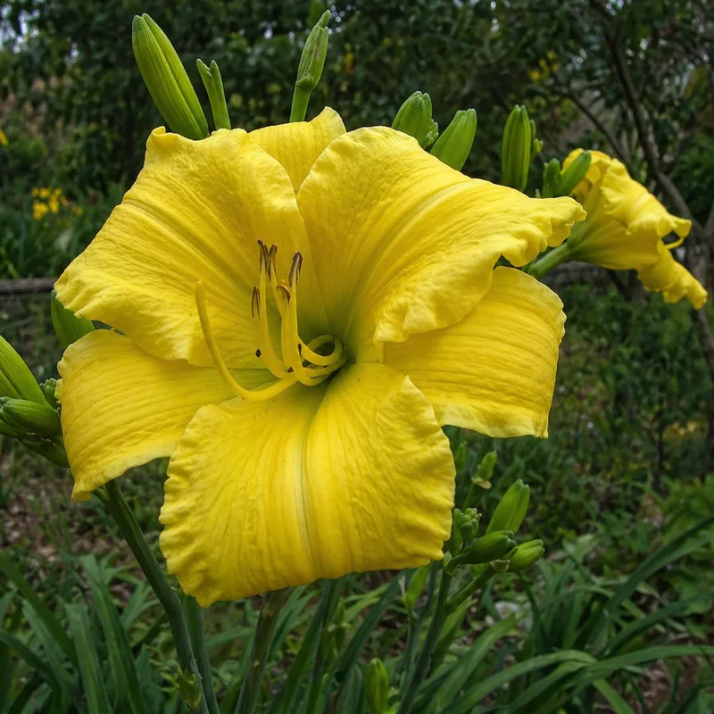 Leisniger Goldmarie