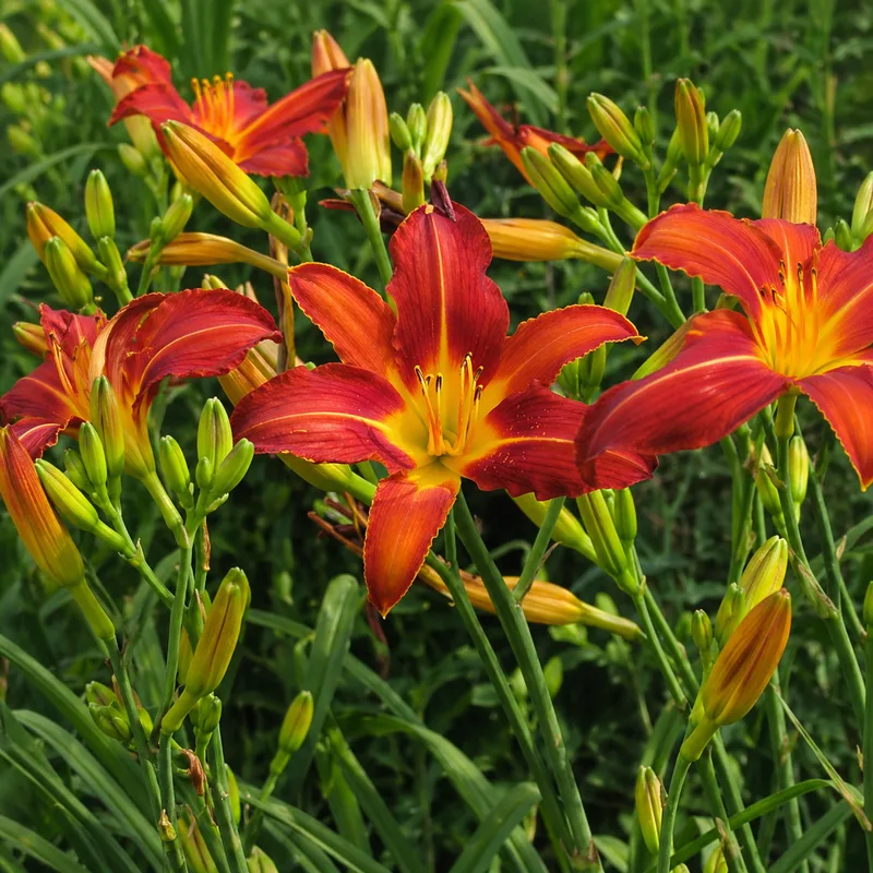 Leisniger Rote Marie AHS image