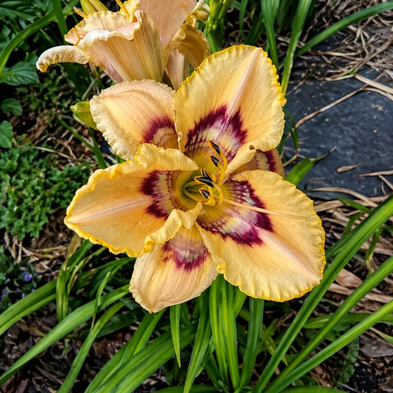 Mystic Buttercup AHS image