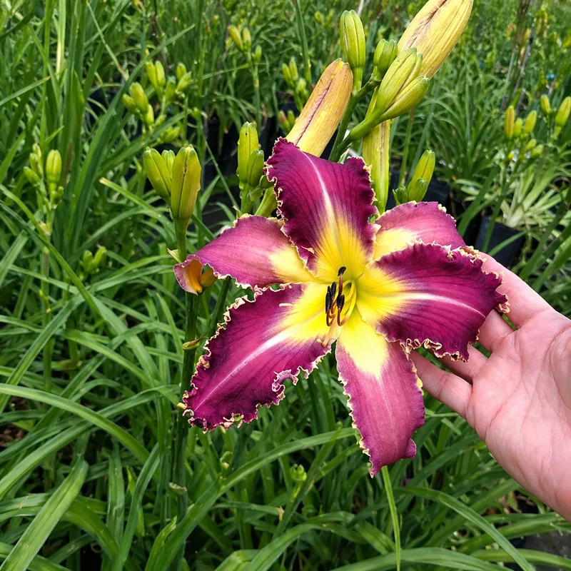 Giant Pink Points AHS image