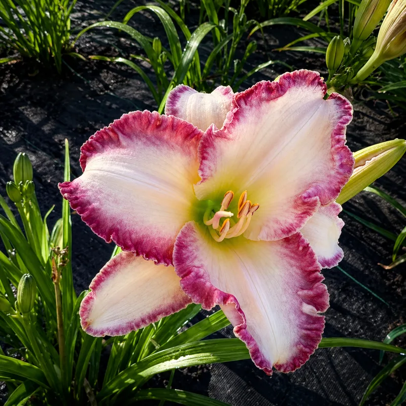 Frosted Rose AHS image