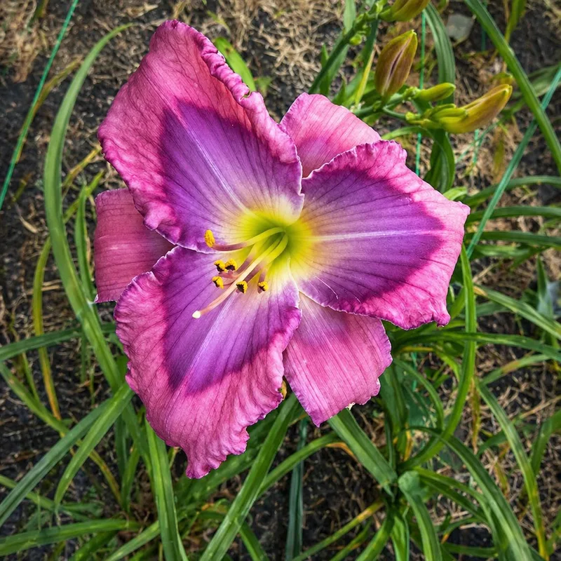 Nordic Orchid AHS image