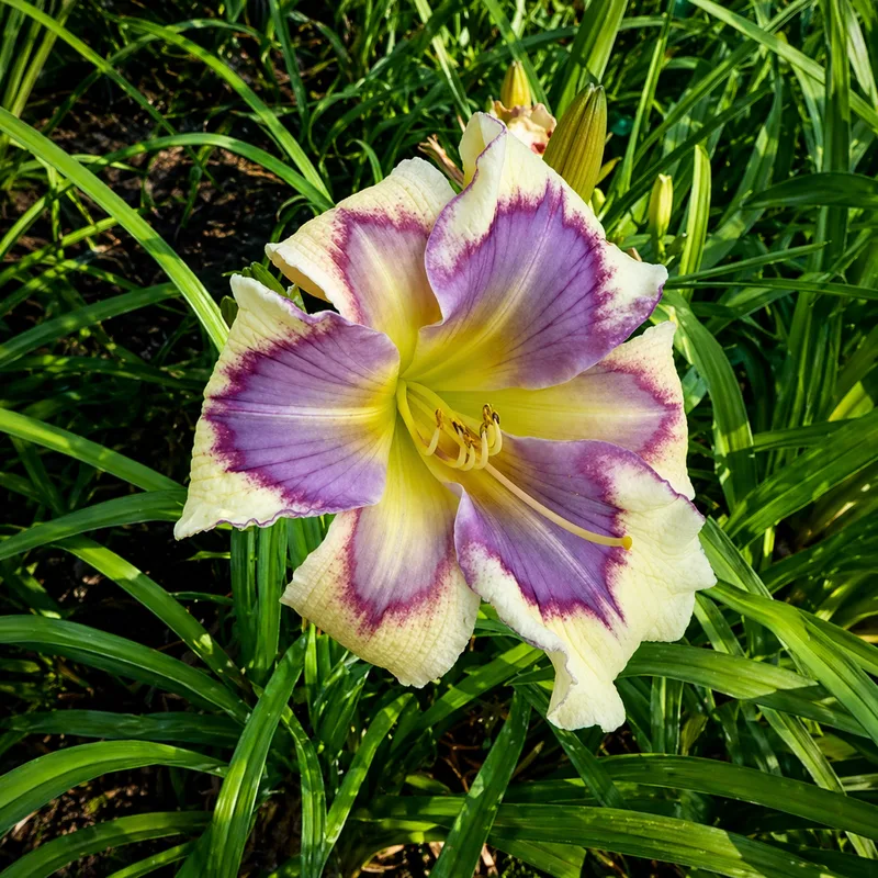 Venetian Violet AHS image