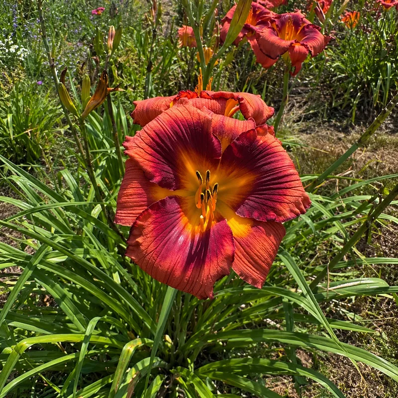 Solstice Flamboyant