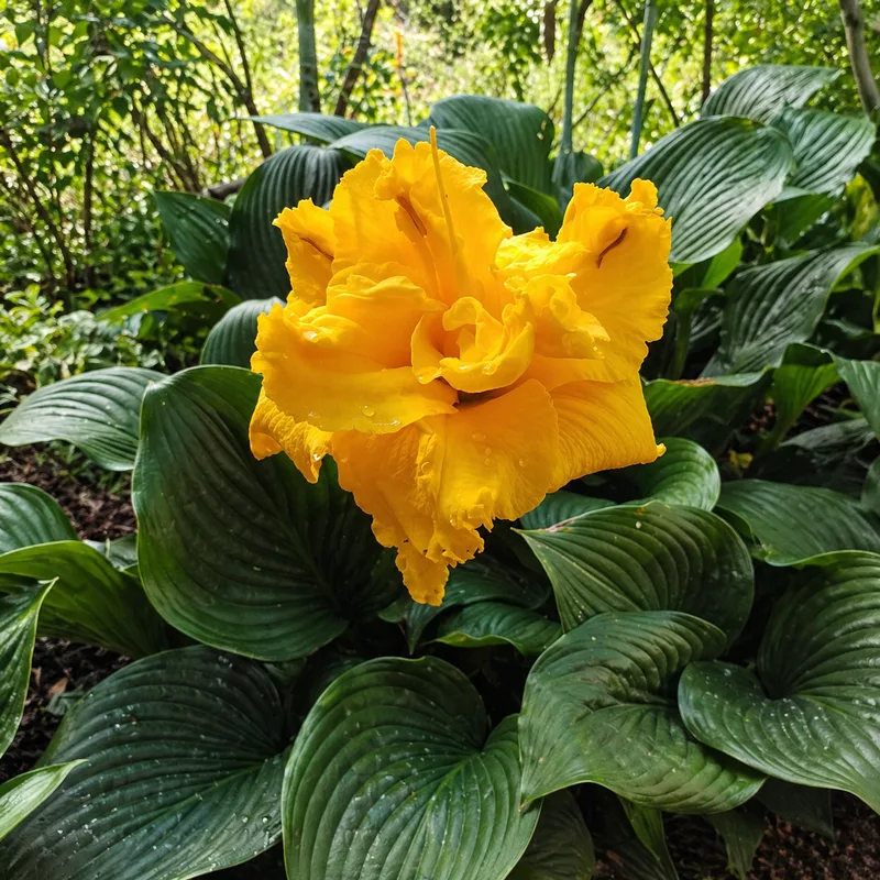 Patron's Gold Truffle AHS image