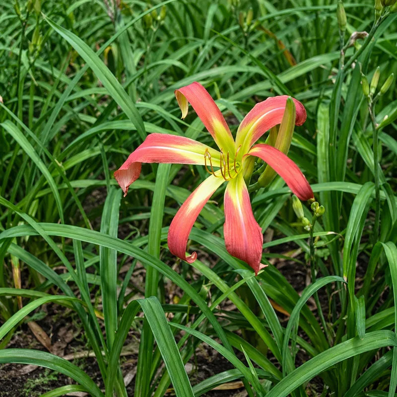 Olmsted Starburst AHS image