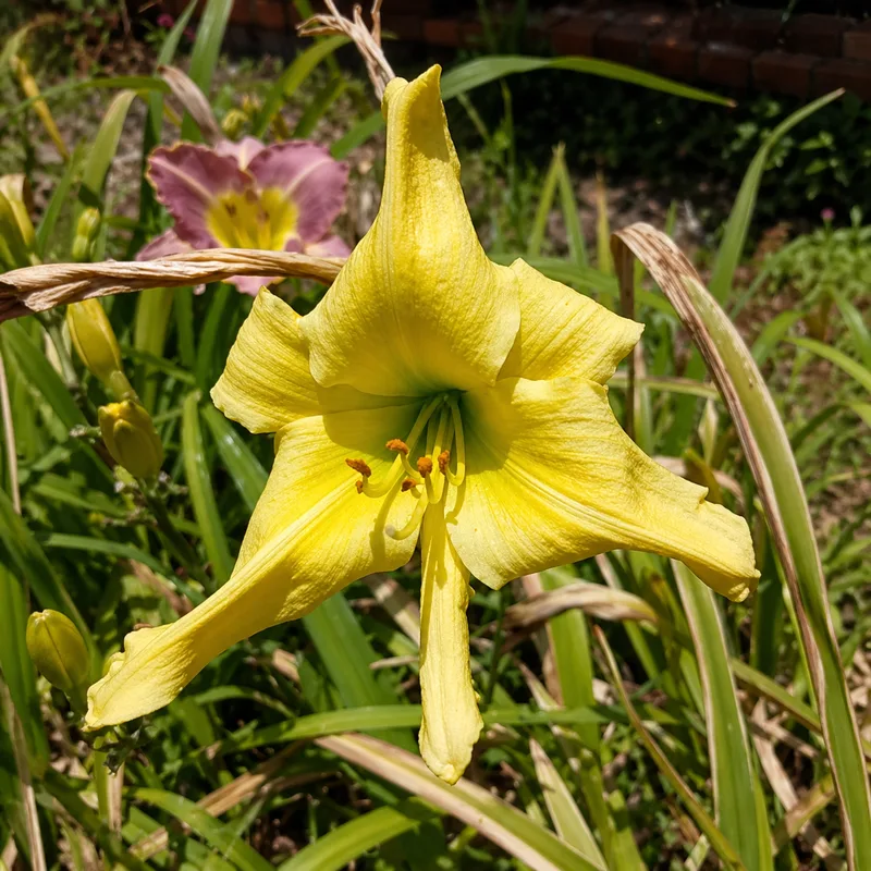 Yellow Cutie AHS image