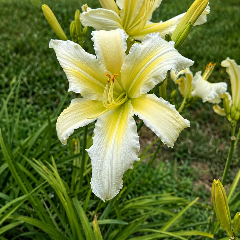 Garden Sunrise AHS image