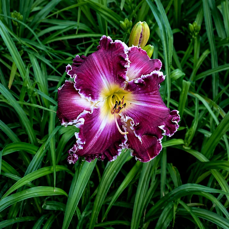 Natural Mystic AHS image