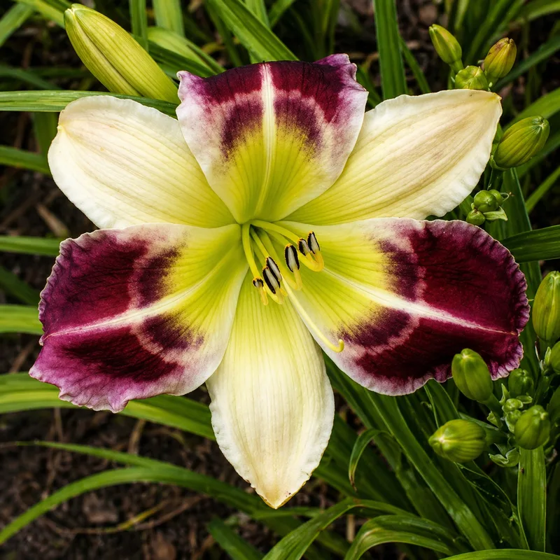 Purple Garden Secret AHS image
