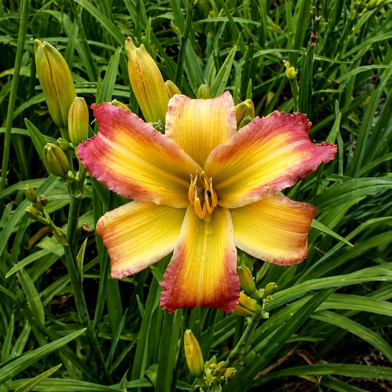 Singing Summer Colors AHS image