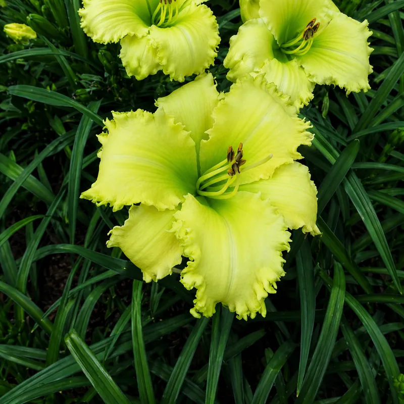 Green Moment AHS image
