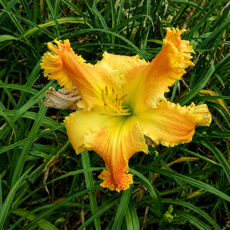 Palme d'Or AHS image