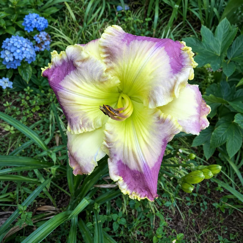 Lilac Starburst AHS image