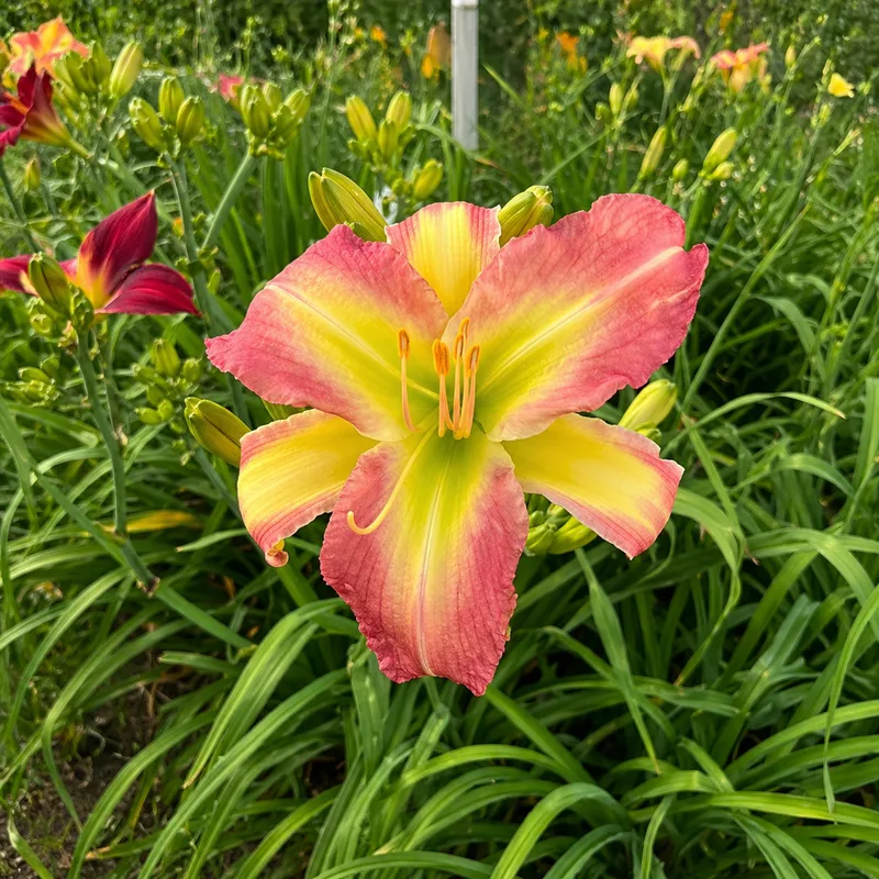 Pinkadelic AHS image