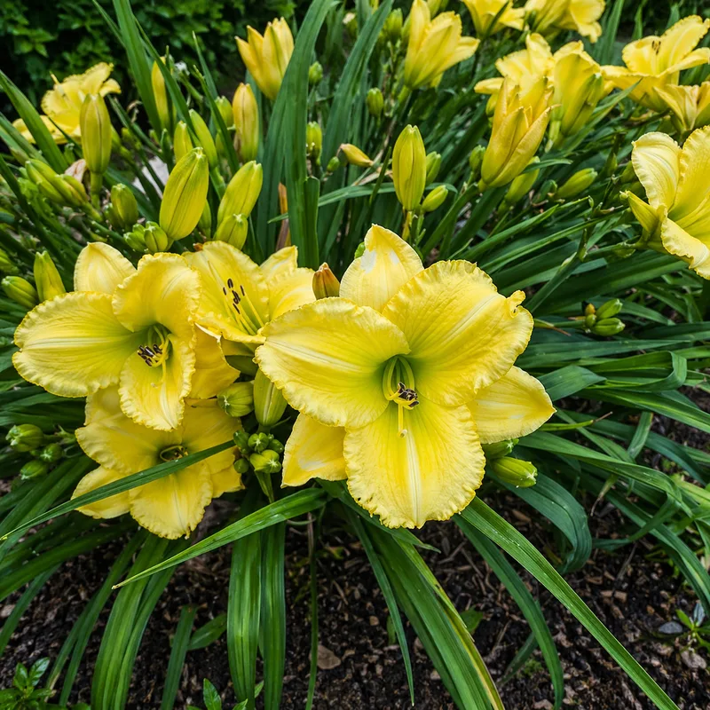 Diana Loves Yellow AHS image