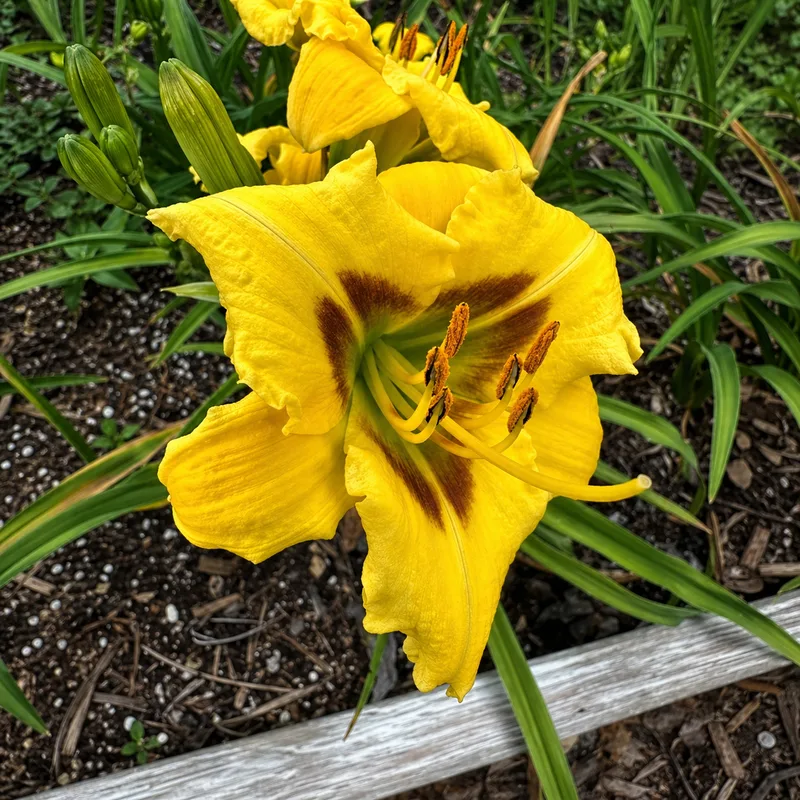 Saffron Sunbeam AHS image