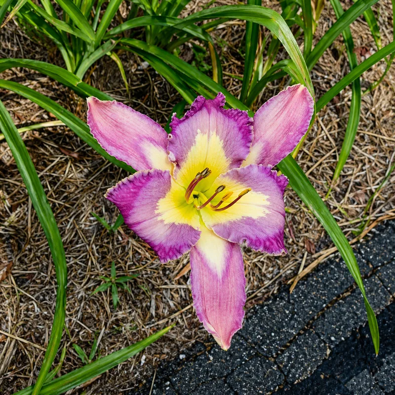 Sepals Rule AHS image