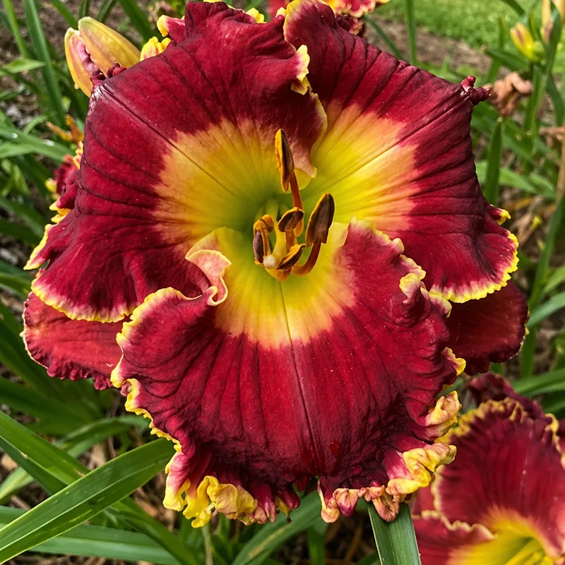 Pinot Noir AHS image