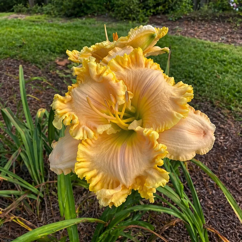 Sherbet Sensation AHS image