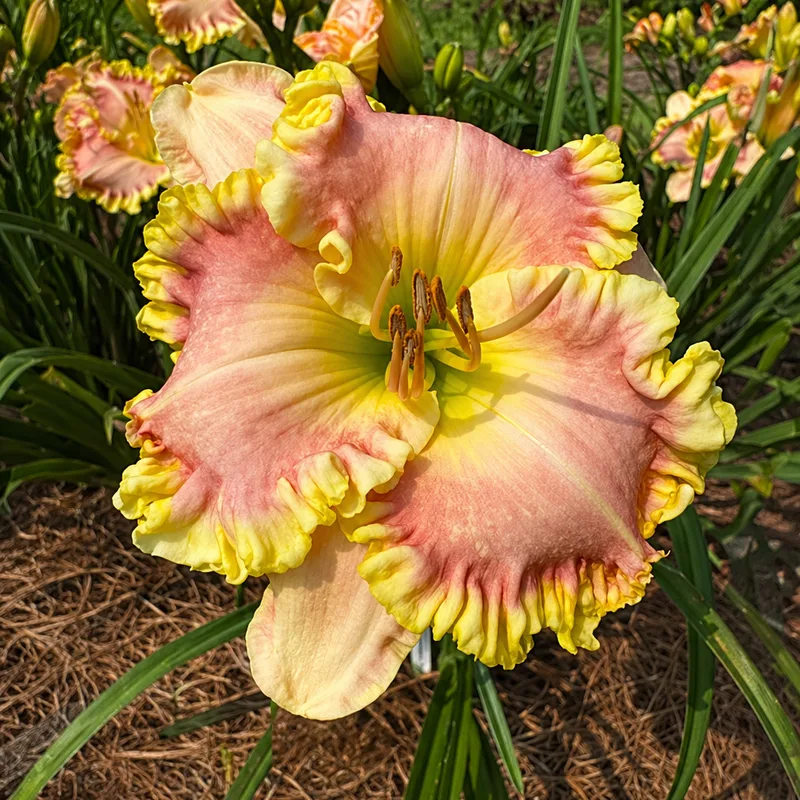 Sweet Diana AHS image