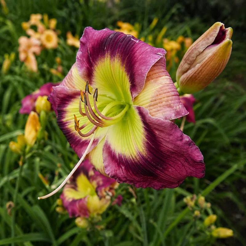 Schweger Colourful Lotty AHS image