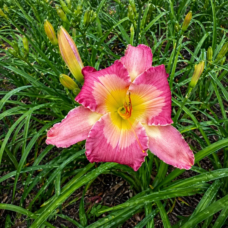 Barb's Pink Flamingo