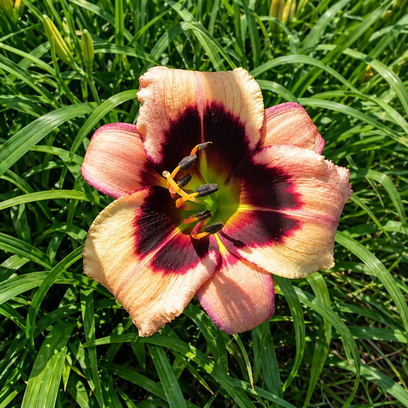 Dragonwood Blush