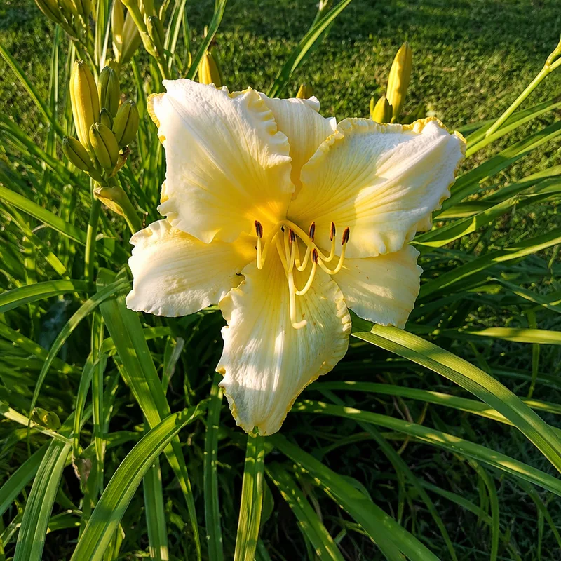 Butter Dragon AHS image