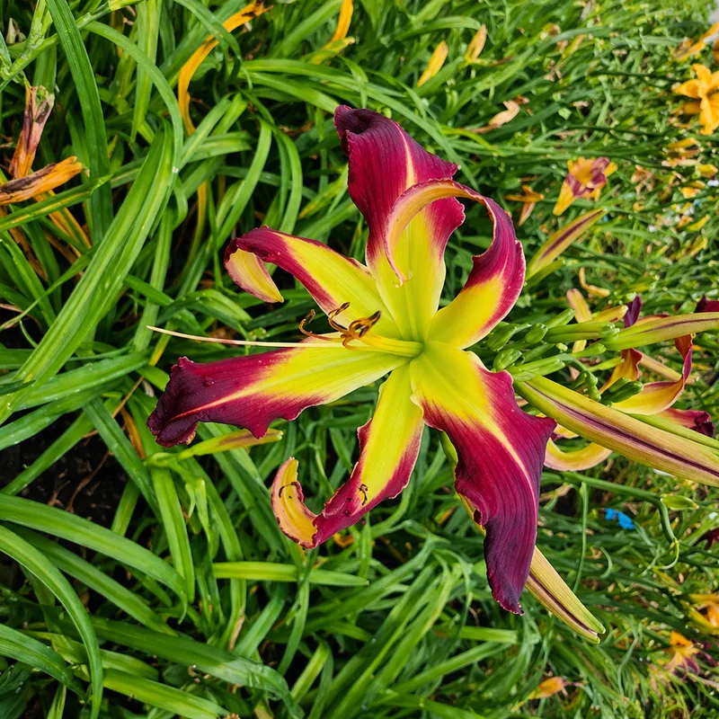 Spacecoast Red Rocker AHS image