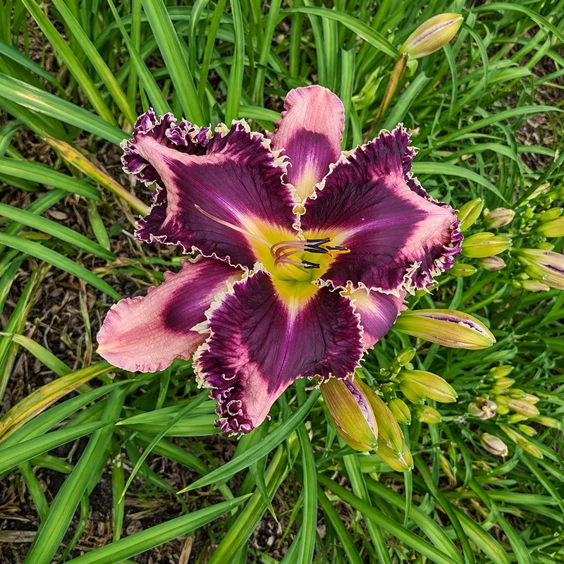 Spacecoast Thornberry Farms AHS image