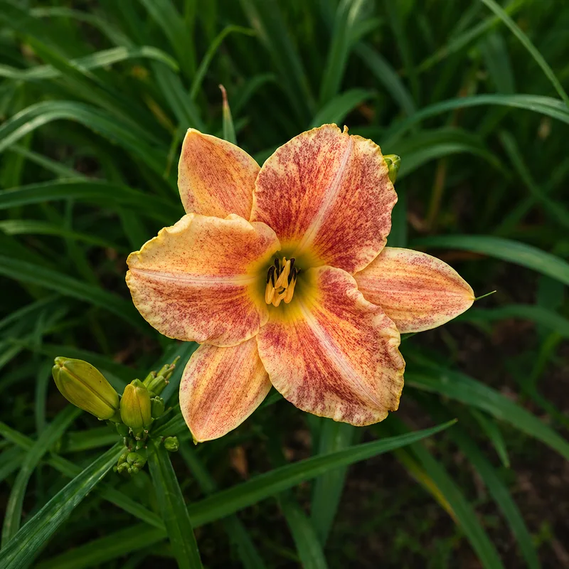 Strazdanota Vasara AHS image