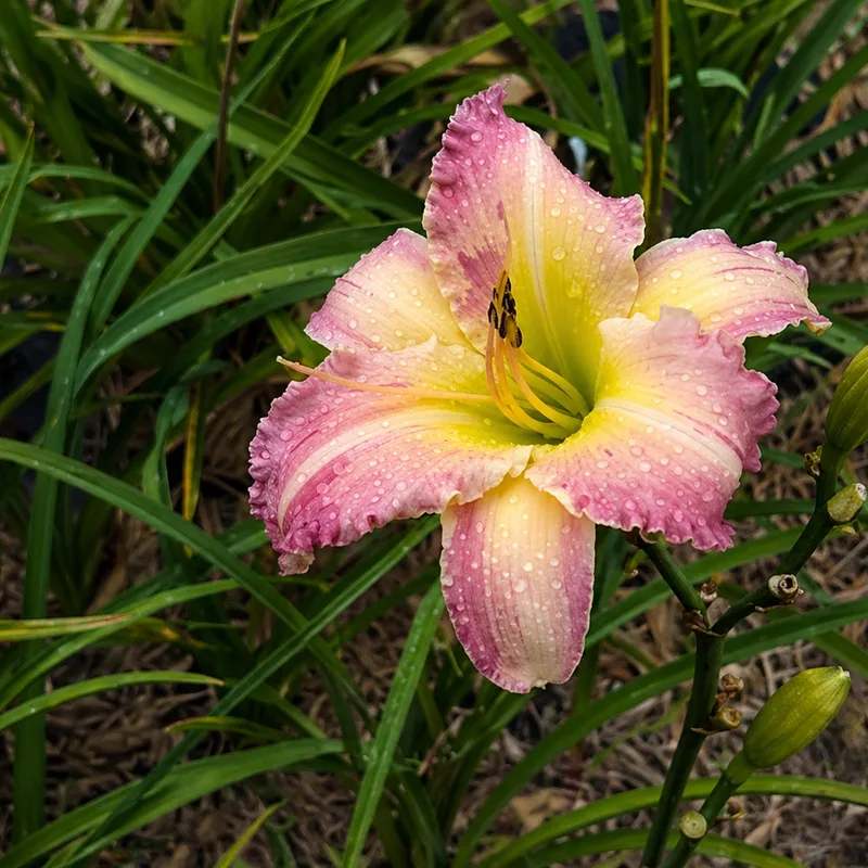 Silk Serenade