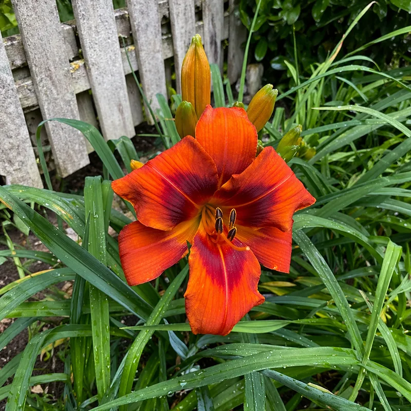 Lehmder Devil's Kiss