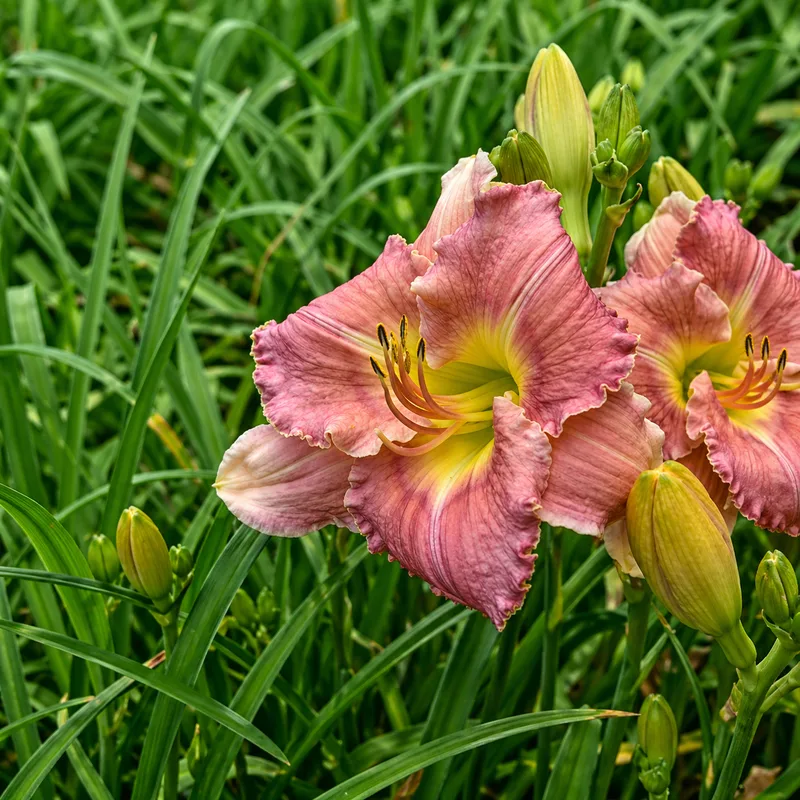 Pink Houses AHS image