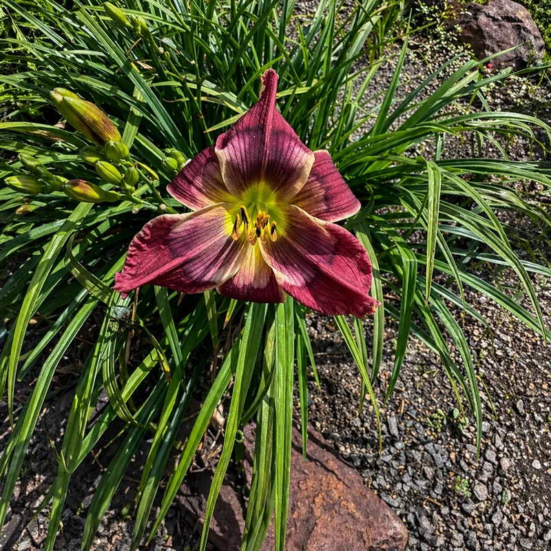 Suburban Rose Burrell AHS image