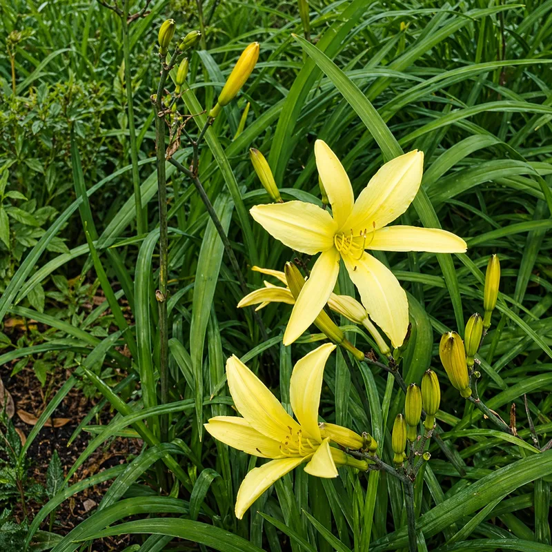 Olallie Anita R AHS image