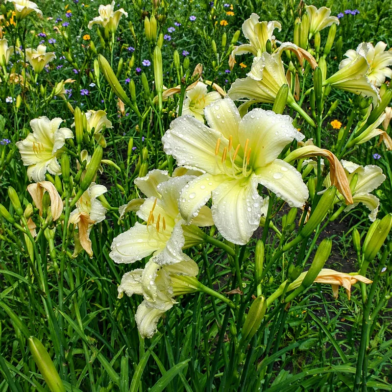 Olallie Annette AHS image