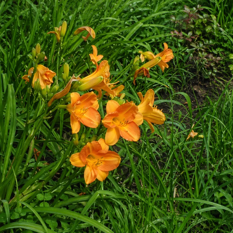 Olallie Bennett AHS image