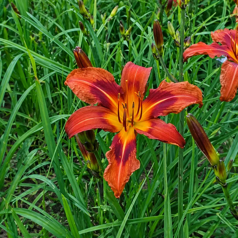 Olallie Cynthia Anne AHS image