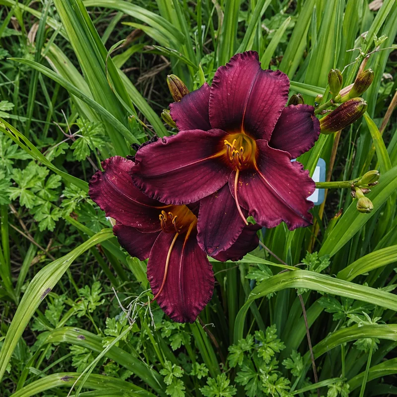 Olallie Dr Dan AHS image