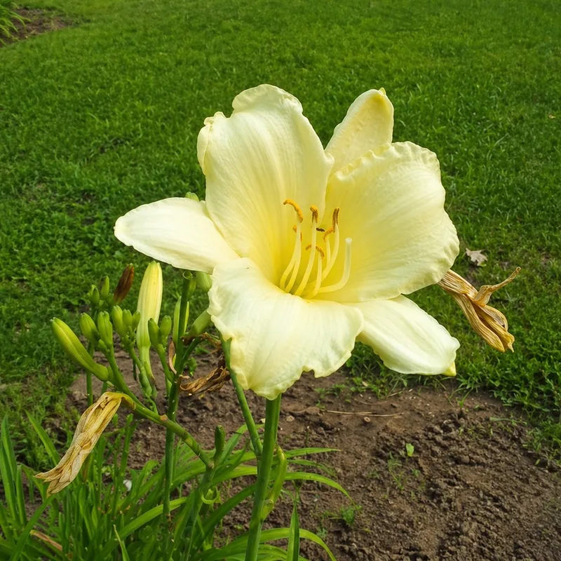 Olallie Kathy Southern's Prosecco AHS image