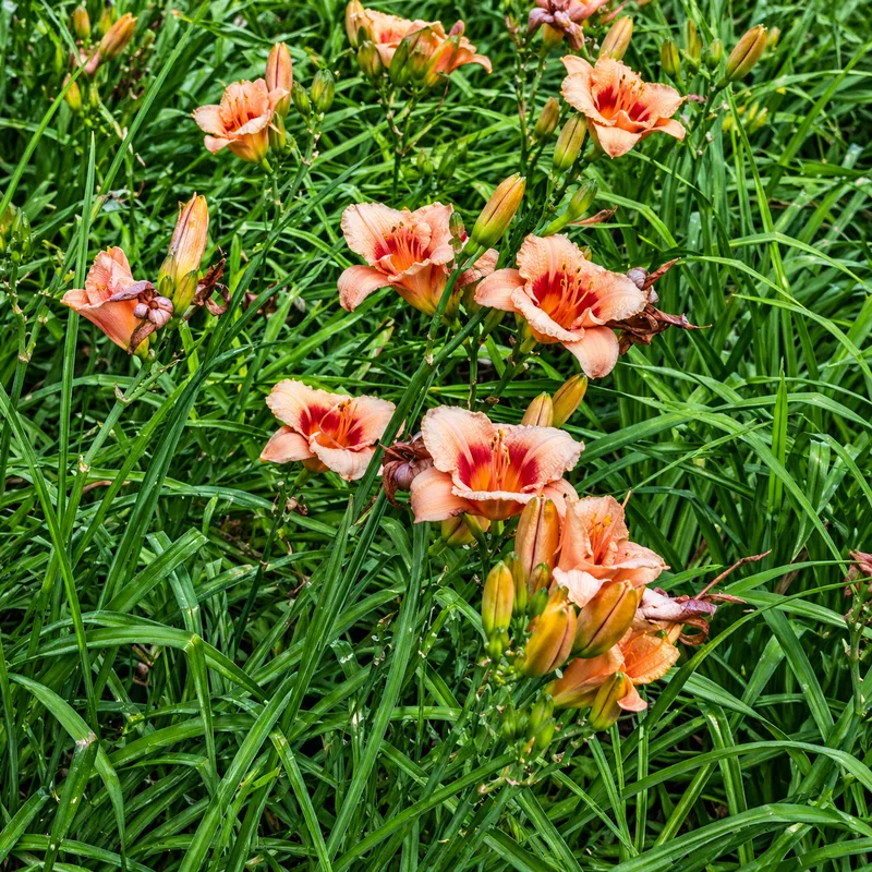 Olallie Mrs Pingree Dances AHS image