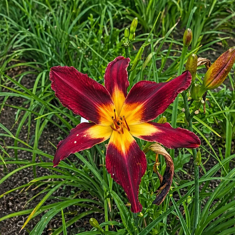 Olallie Sherra Linda AHS image